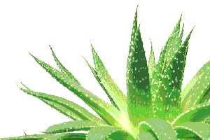 Imagen ilustrativa del artículo Beneficios del Aloe Vera en el Sistema Digestivo